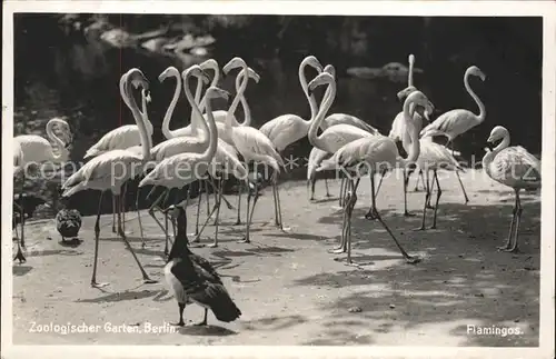 Zoo Zoologischer Garten Berlin Flamingos Kat. Tiere