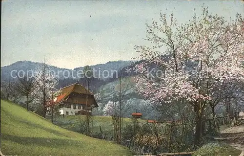 Schwarzwaldhaeuser Fruehling Kat. Gebaeude und Architektur