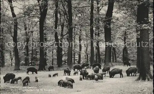 Tiere Springe Wildscheinfuetterung Saupark Kat. Tiere