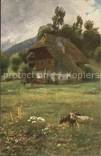 Schwarzwaldhaeuser Ziegen Kat. Gebaeude und Architektur