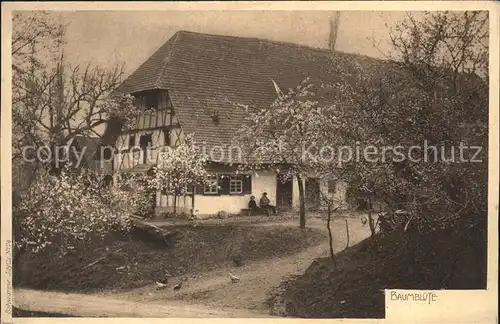 Schwarzwald Baumbluete Fruehling Joh. Eichlepp Hofkunstverlag Kat. Regionales