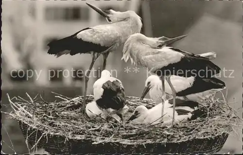 Storch Nest Buchau Storchenfamilie Kat. Tiere