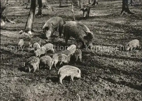 Tiere Wildschweine Frischlinge Holzminden Wildpark Kat. Tiere