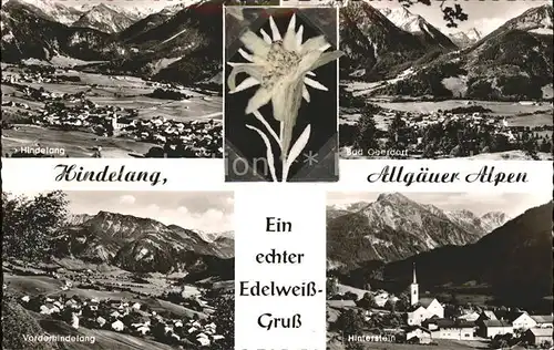 Edelweiss Hindelang Allgaeuer Alpen Hinterstein Bad Oberdorf  Kat. Pflanzen