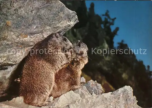 Murmeltier Marmottes Marmots  Kat. Tiere