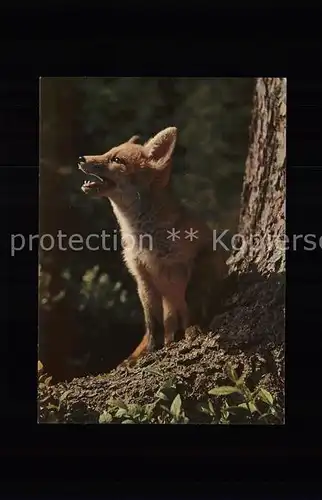Fuchs Tiere Renard fox canis vulpes  Kat. Tiere