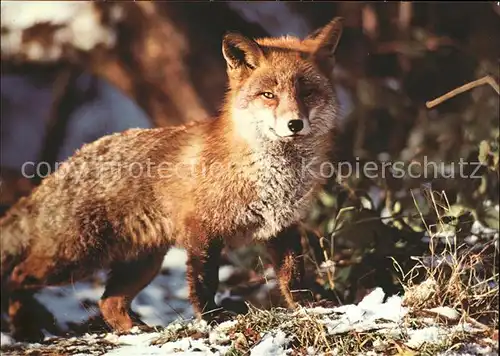 Fuchs Tiere Canis vulpes Fuchs renard fox  Kat. Tiere