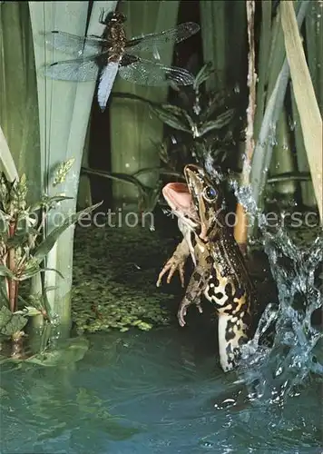 Froesche Wasserfrosch grenouille frog rana esculenta  Kat. Tiere