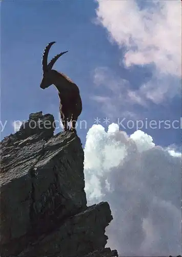 Steinbock Alpensteinbock Bouquetin Ibex Kat. Tiere