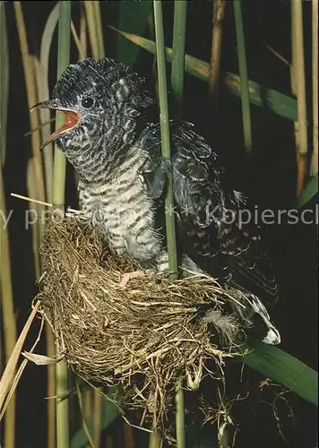 Voegel Kuckuckb Teichrohrsaenger coucou cuckoo Kat. Tiere