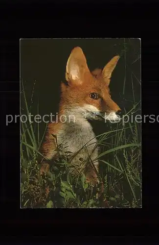 Fuchs Tiere renard fox canis vulpes Kat. Tiere