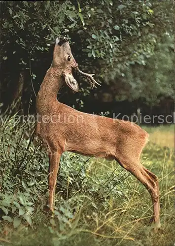 Reh Rehbock chevreuil roebuck Kat. Tiere