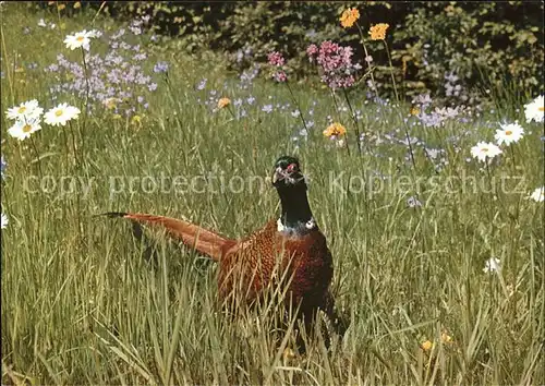 Voegel Ringfasan faisan pheasant Kat. Tiere