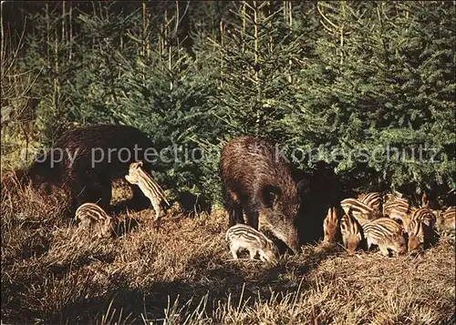 Schweine Bache mit Frischlingen sangliers wild boars Kat. Tiere