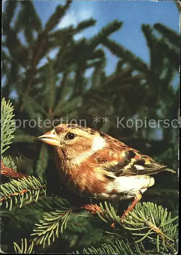 Voegel Bergfink Brambling pinson des Ardennes Kat. Tiere