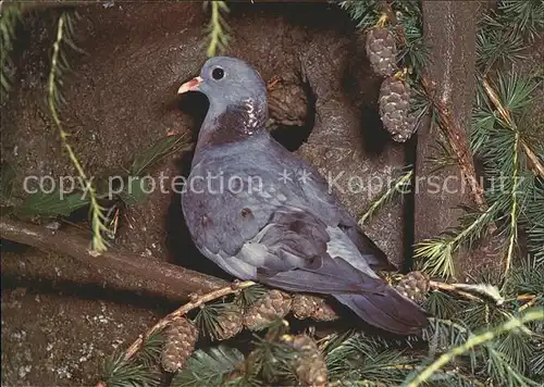 Tauben Hohltaube pigeon colombin  Kat. Tiere