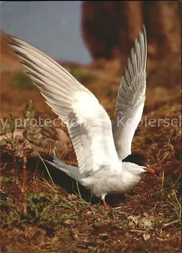 Voegel Fluss Seeschwalbe Sterne Pierre Garin common Tern Kat. Tiere