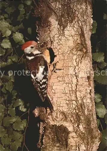 Voegel Mittelspecht pic mar woodpecker Kat. Tiere