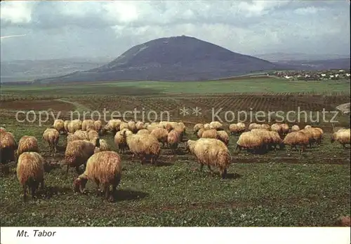 Schafe Mount Tabor  Kat. Tiere