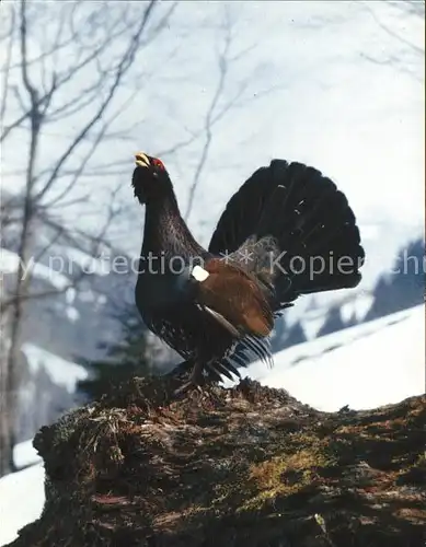 Auerhahn coq de bruyere tetrao urogallus Kat. Tiere