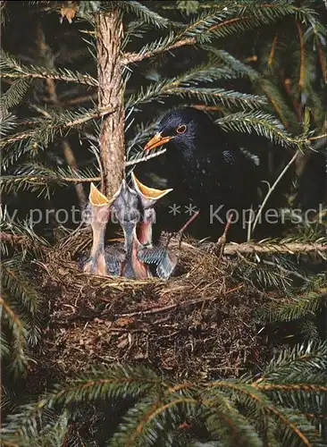 Voegel Amseln Merles noir Blackbirds  Kat. Tiere