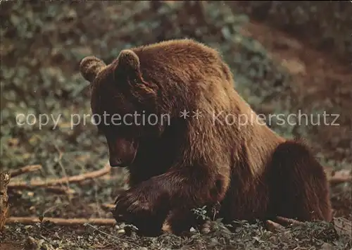 Baeren ours bear ursus arctos Kat. Tiere