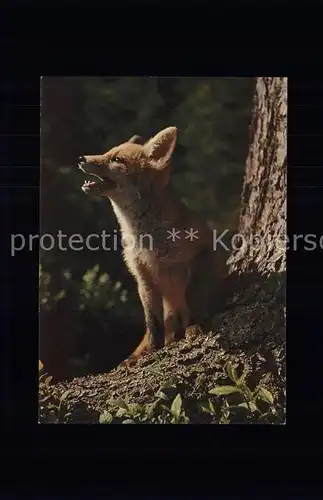 Fuchs Tiere renard fox canis vulpes  Kat. Tiere