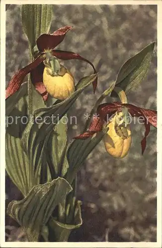 Blumen Cypripedium calcelus Frauenschuh Kat. Pflanzen