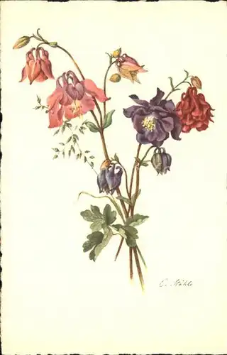 Kuenstlerkarte Blumen C. Staehle Kat. Kuenstlerkarte