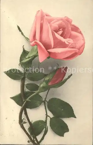 Rosen Rose Kat. Pflanzen