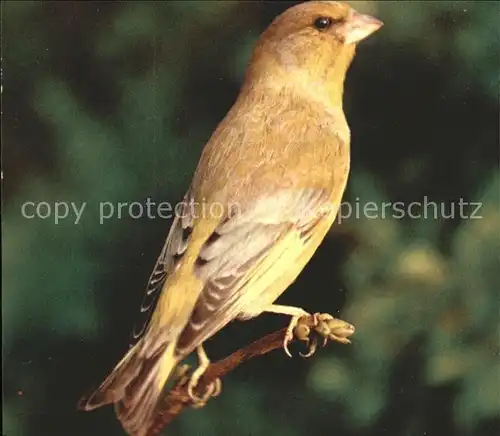 Voegel Le Verdier Kat. Tiere