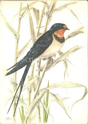 Kuenstlerkarte Vogel Schwalbe Kat. Kuenstlerkarte