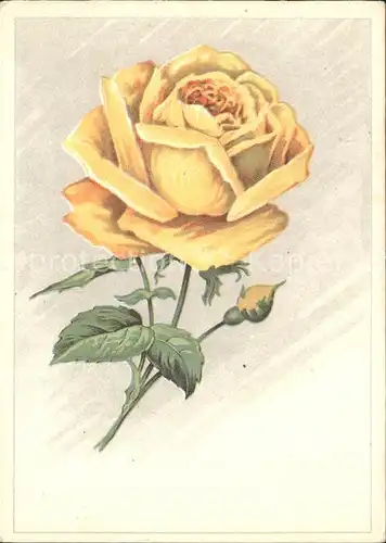 Rosen Zeichnung Kat. Pflanzen