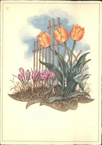 Blumen Tulpen Kat. Pflanzen