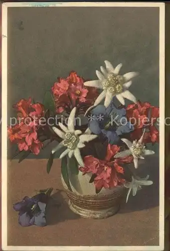 Edelweiss Blumen Vase Kat. Pflanzen