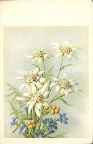Edelweiss Blumenstrauss Kat. Pflanzen