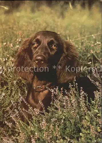 Hunde Deutsch Langhaar Kat. Tiere