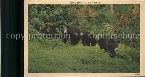 Baeren Maine Black Bears Kat. Tiere