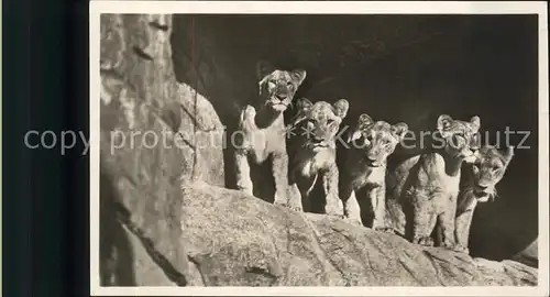 Zoo Loewen Carl Hagenbecks Tierpark Stellingen Hamburg Kat. Tiere