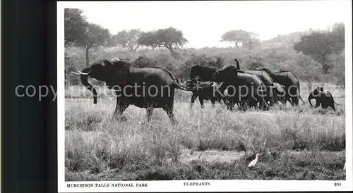 Nationalpark Murchison Falls National Park Elefanten Herde Kat. Natur