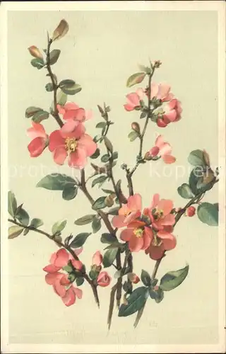 Kuenstlerkarte J. Glitsch Nr. 4056 Blumen  Kat. Kuenstlerkarte