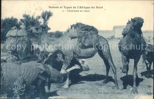 Kamele Afrique du Nord  Kat. Tiere