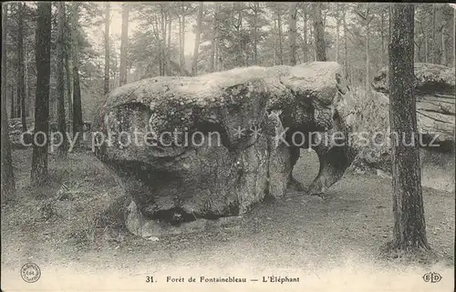 Elefant Foret de Fontainebleau Elephant Kat. Tiere