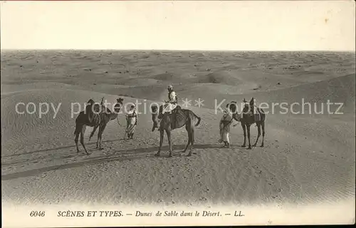 Kamele Typen Wueste Dunes de Sable Desert Kat. Tiere