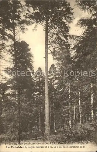 Baeume Trees Le President Wald Foret de Joux  Kat. Pflanzen