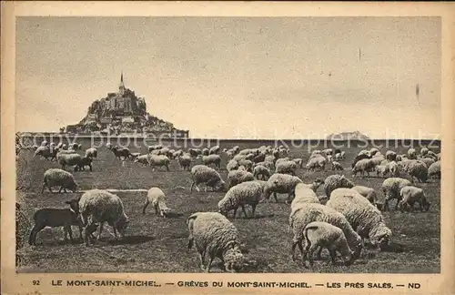 Schafe Mont Saint Michel Greves Pres Sales  Kat. Tiere