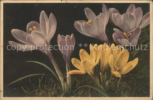 Blumen Grossblumige Ideal Crocus Safran Zafferano Kat. Pflanzen