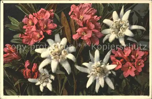 Edelweiss Rostblaetterige Alpenrose  Kat. Pflanzen