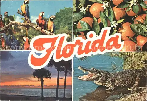 Papagei Krokodil Orangen Palmen Florida  Kat. Tiere