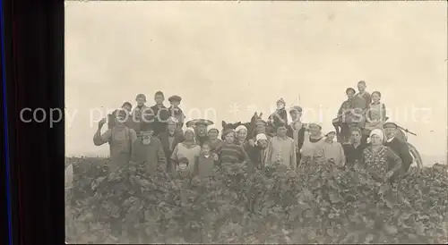 Ernte Landwirtschaft Weinernte  Kat. Landwirtschaft